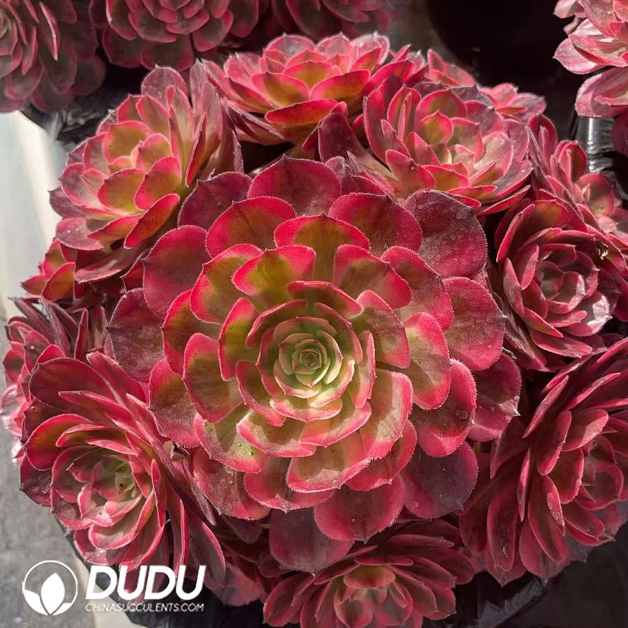 09931D220.jpg Aeonium Red Lotus Variegated Clustering - 画像 (1)