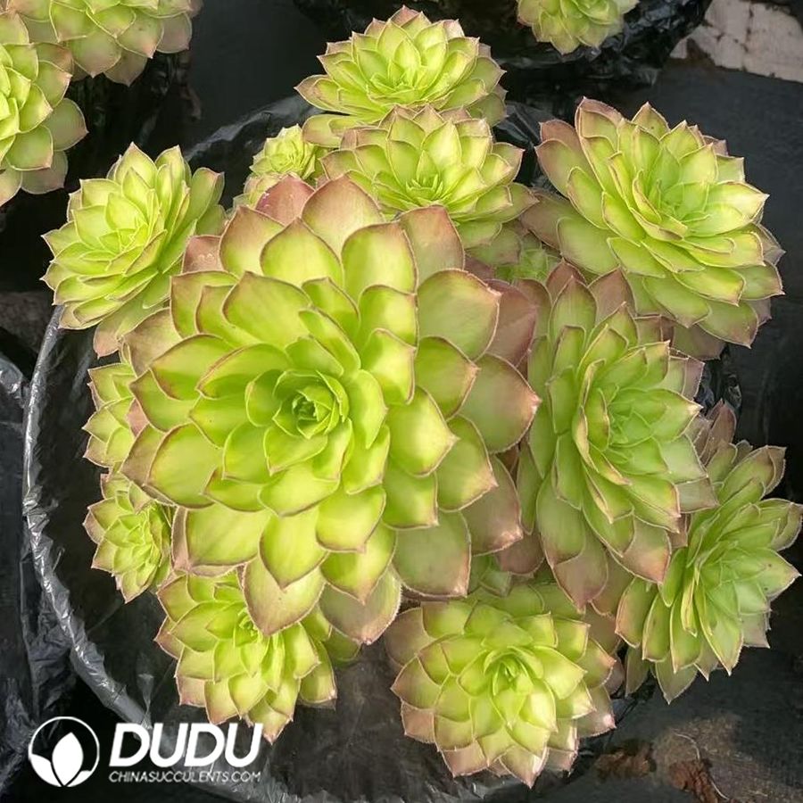 09932D200.jpg Aeonium Red Flame Clustering - 画像 (1)
