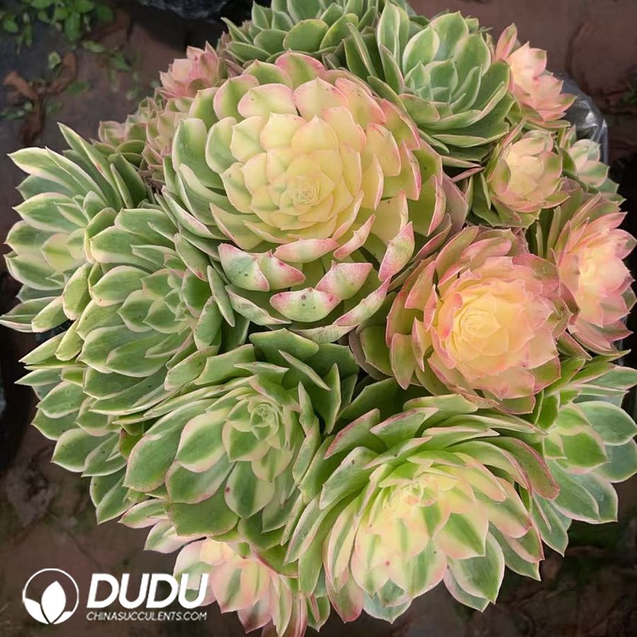 09933D200.jpg Aeonium Countess Clustering - 画像 (1)