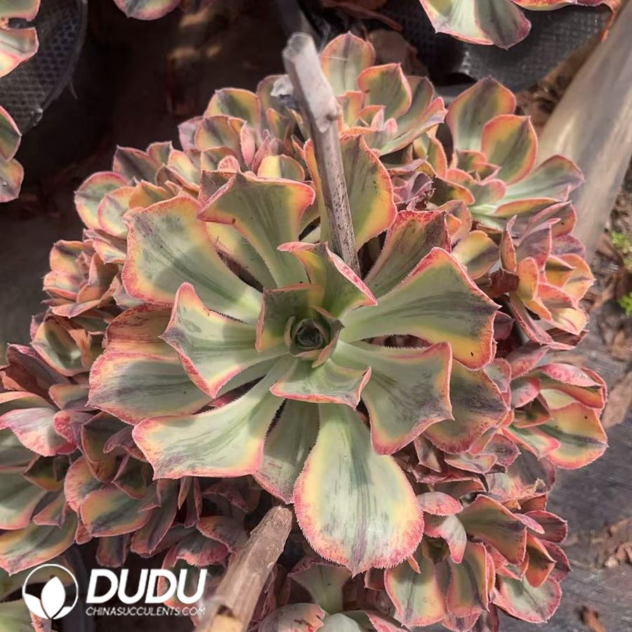 09935D200.jpg Aeonium Blue Porcelain Clustering - 画像 (1)