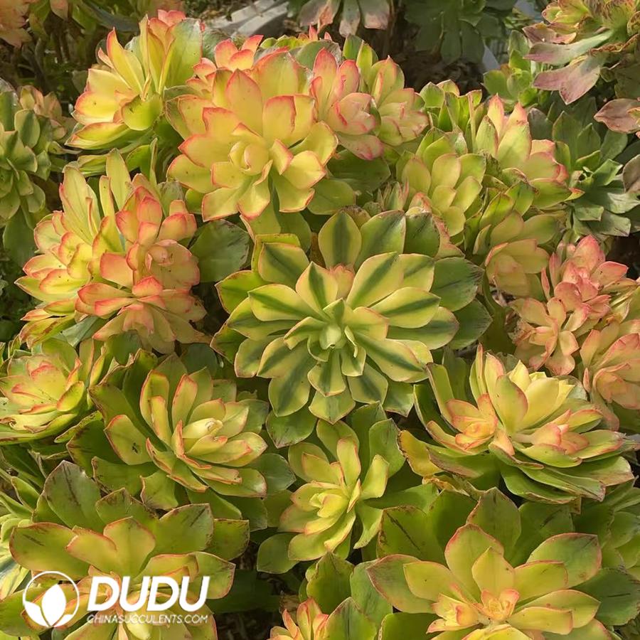 09936D350.jpg Aeonium Large Lotus Clustering - 画像 (1)