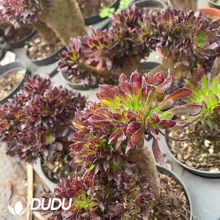 10090D150.jpg Aeonium arboreum 'Atropurpureum' Cristata - 画像 (1)