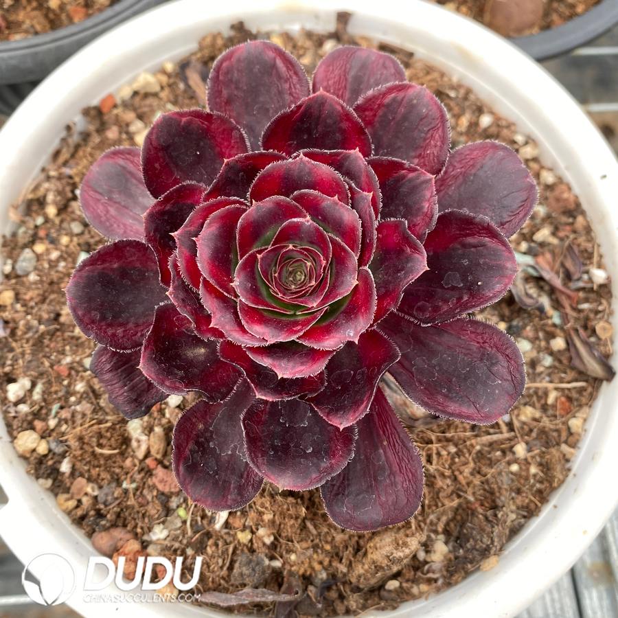 00334D120.jpg Aeonium Chanel - 画像 (1)