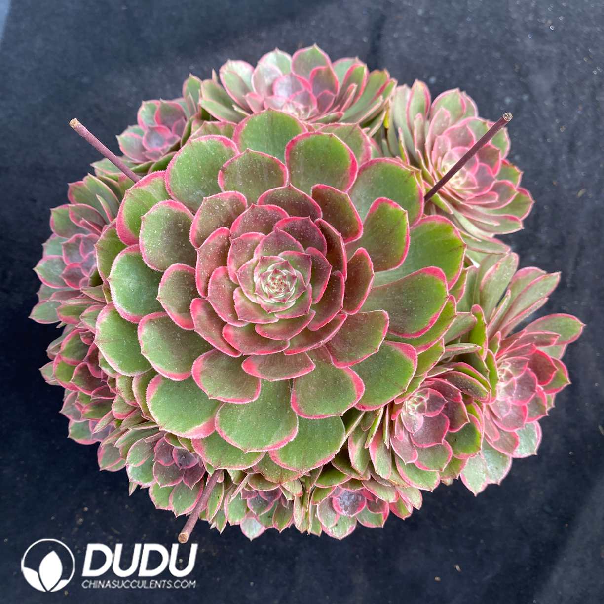 00517D230.jpg Aeonium Pink Flower Demon Clustering - 画像 (1)