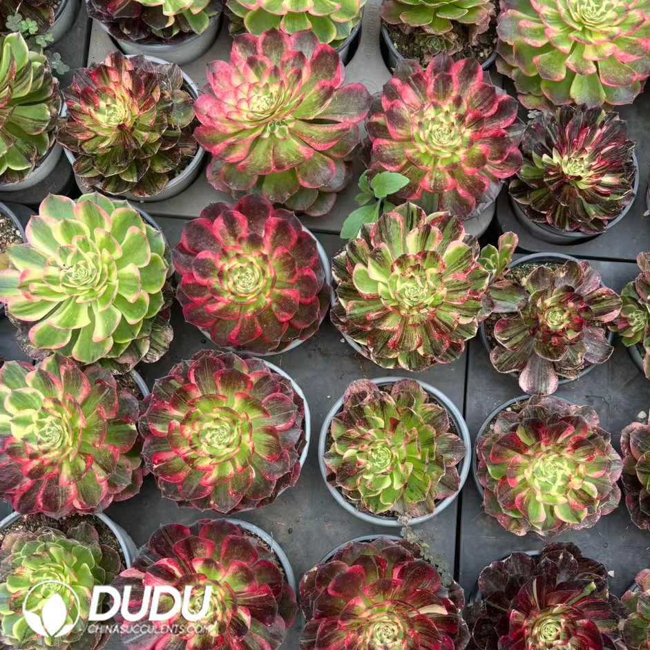00536D100.jpg Aeonium Earl of Heaven - 画像 (1)
