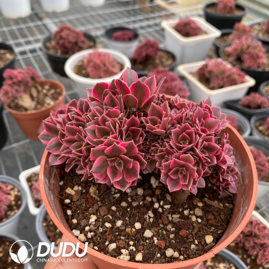 00637D100.jpg Aeonium Witch Cristata - 画像 (1)
