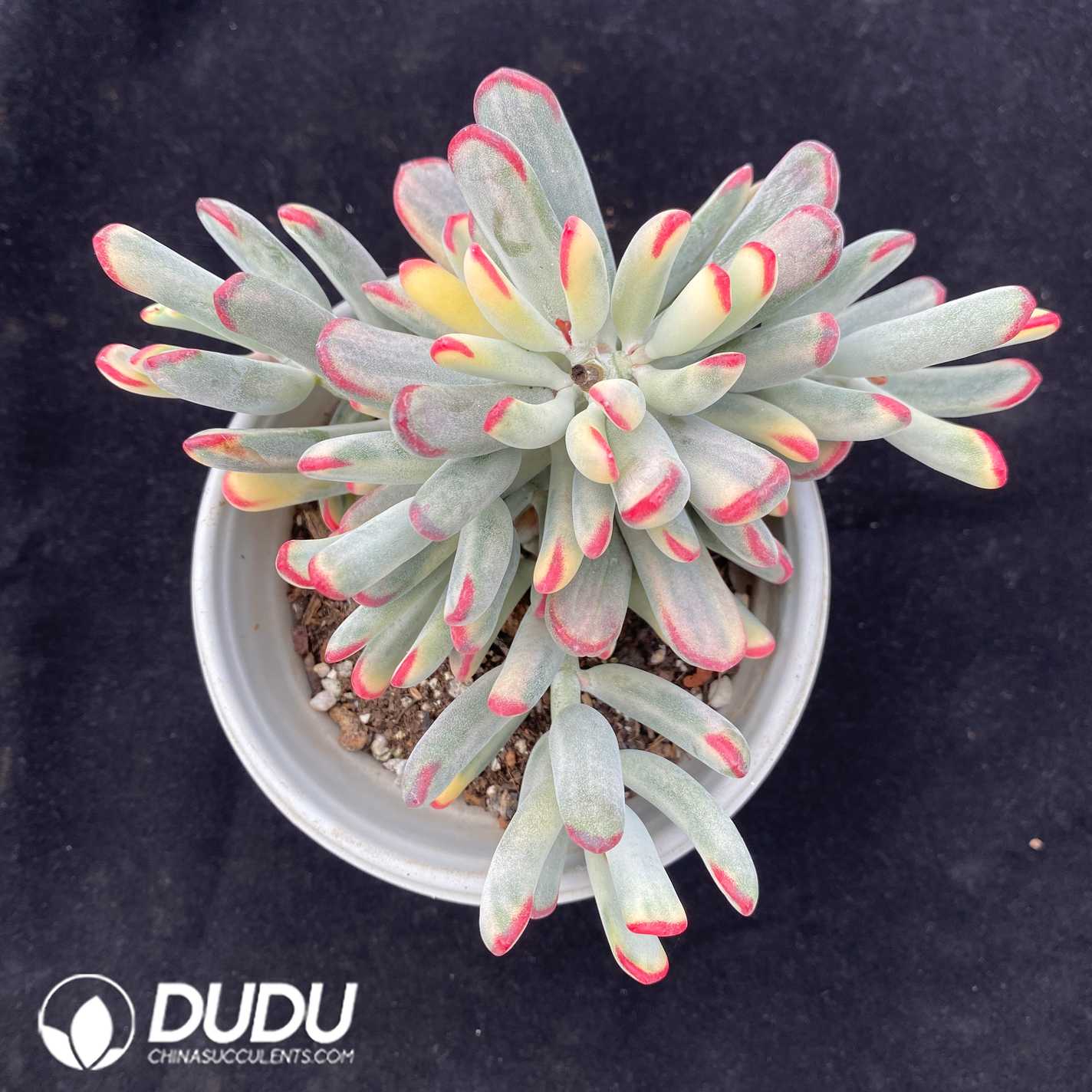 01869D120.jpg Cotyledon Orbiculata. Variegated - 画像 (1)