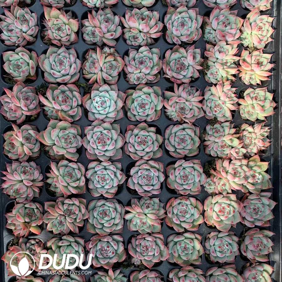 02103D30.jpg 105Pcs Echeveria Chihuahuaensis Seedlings - 画像 (1)