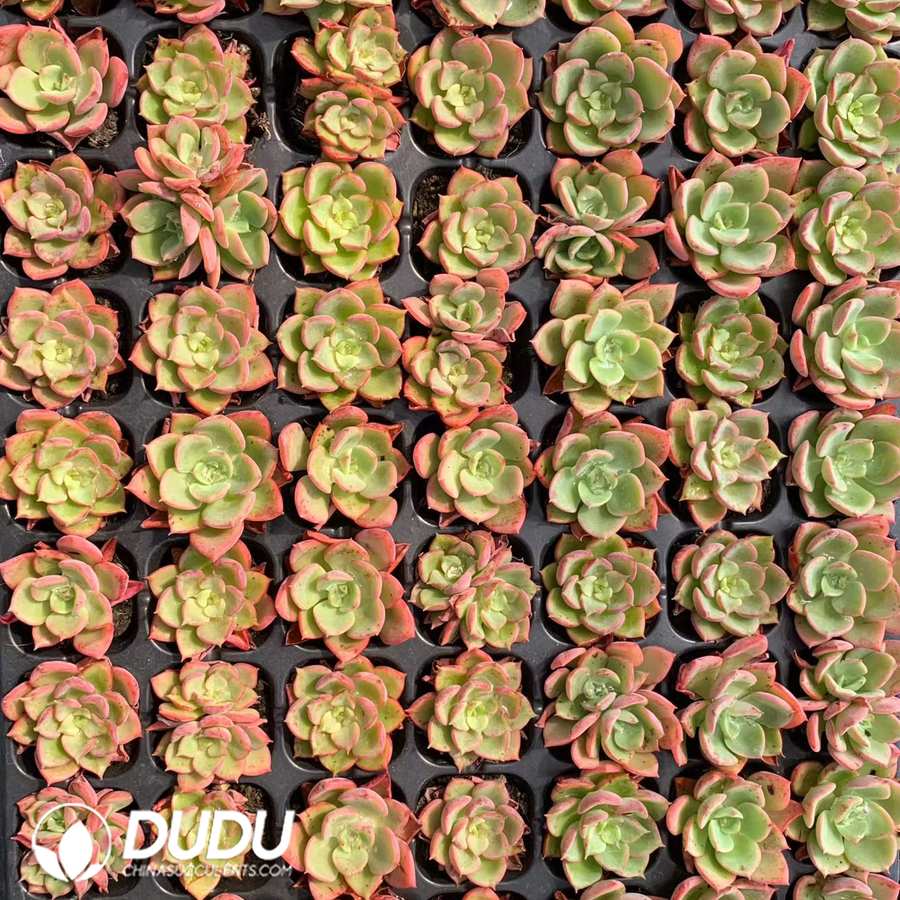02104D30.jpg 105Pcs Echeveria Noble Seedlings - 画像 (1)