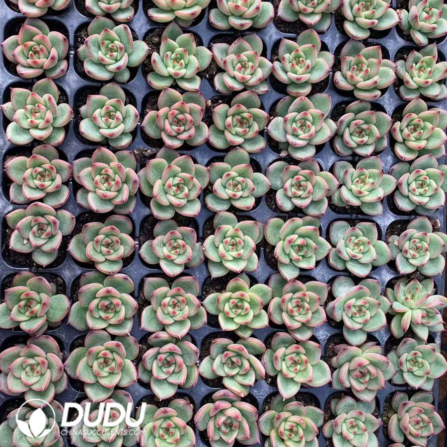 02113D30.jpg 105Pcs Echeveria Charleston Seedlings - 画像 (1)