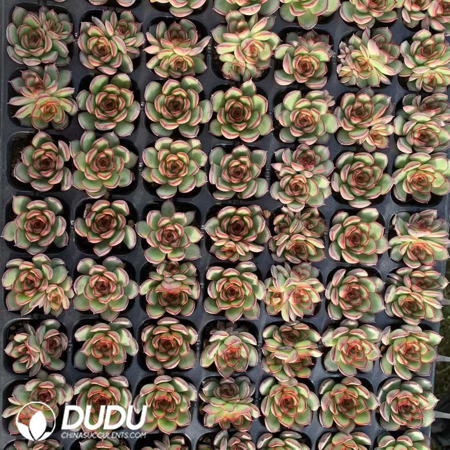 02114D30.jpg 105Pcs Echeveria Firefly Seedlings(Mix & Match 5+) - 画像 (1)