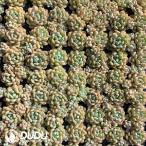 105pcs Graptosedum Rococo Seedlings｜多肉植物卸売｜DUDU Succulents