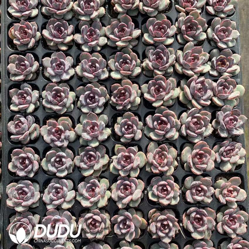 02123D30.jpg 105Pcs Echeveria Blueberry Seedlings - 画像 (1)