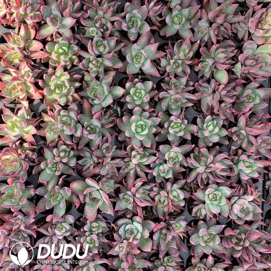 02124D30.jpg 105Pcs Echeveria Agavoides "Casio" Seedlings - 画像 (1)