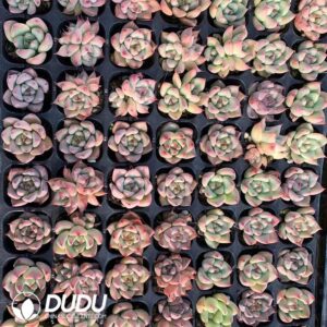 105pcs Echeveria Bright Eyes  Seedlings｜多肉植物卸売｜DUDU Succulents