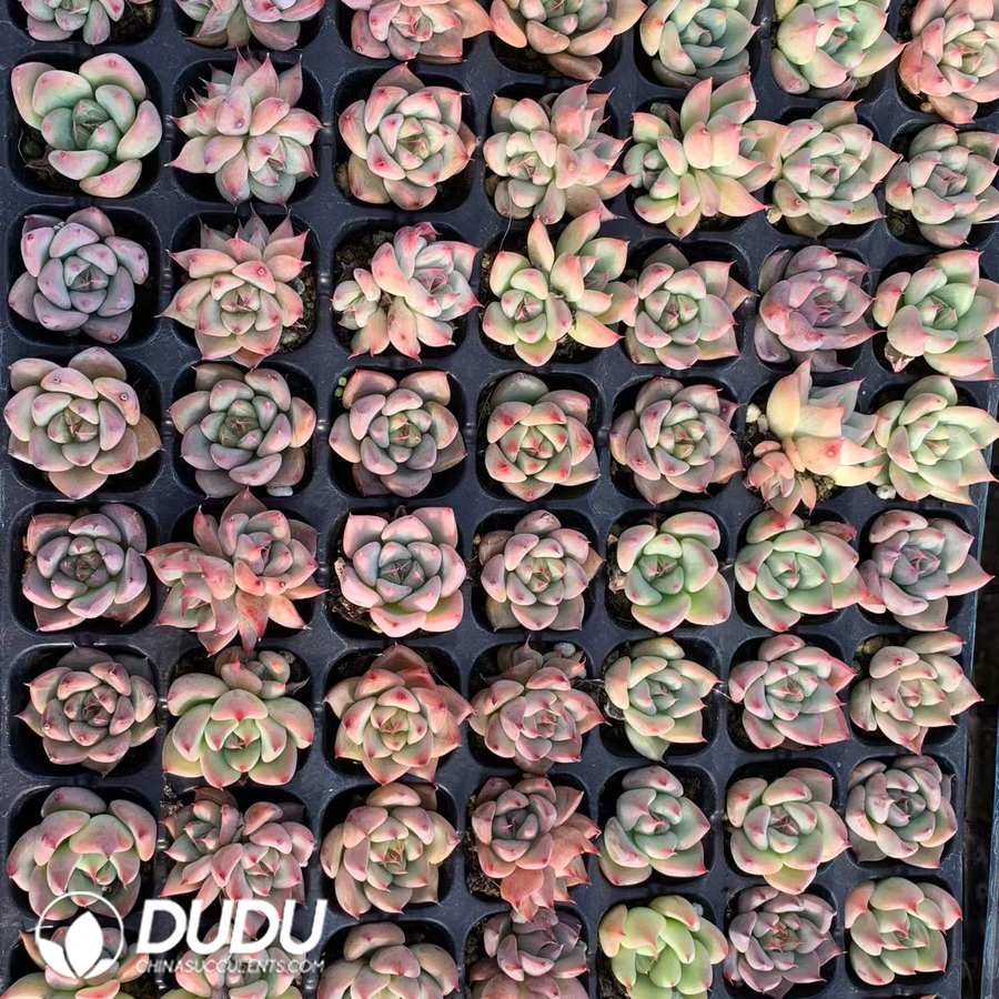 02134D30.jpg 105Pcs Echeveria Sky City Seedlings - 画像 (1)