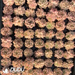 105pcs Graptosedum Rococo Seedlings｜多肉植物卸売｜DUDU Succulents