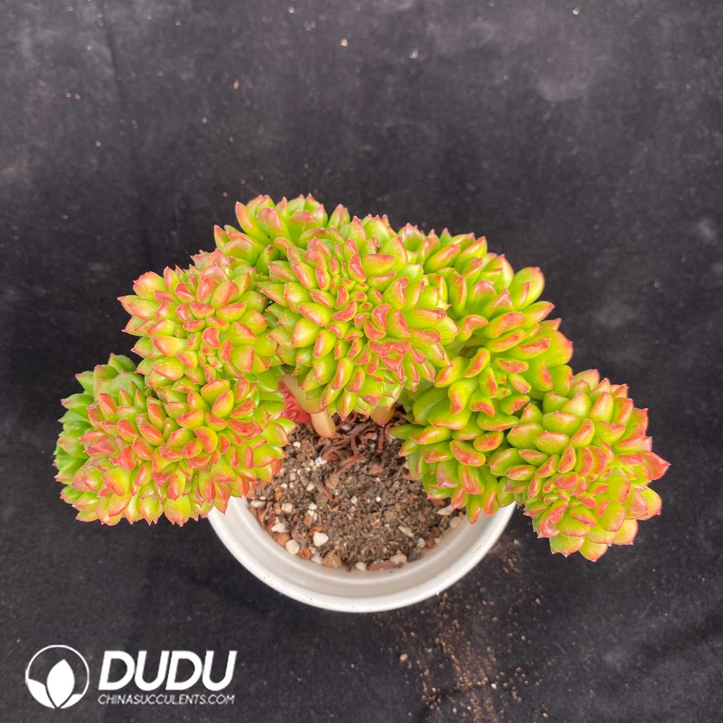 02625D110.jpg Echeveria Little Lantern Cristata - 画像 (1)