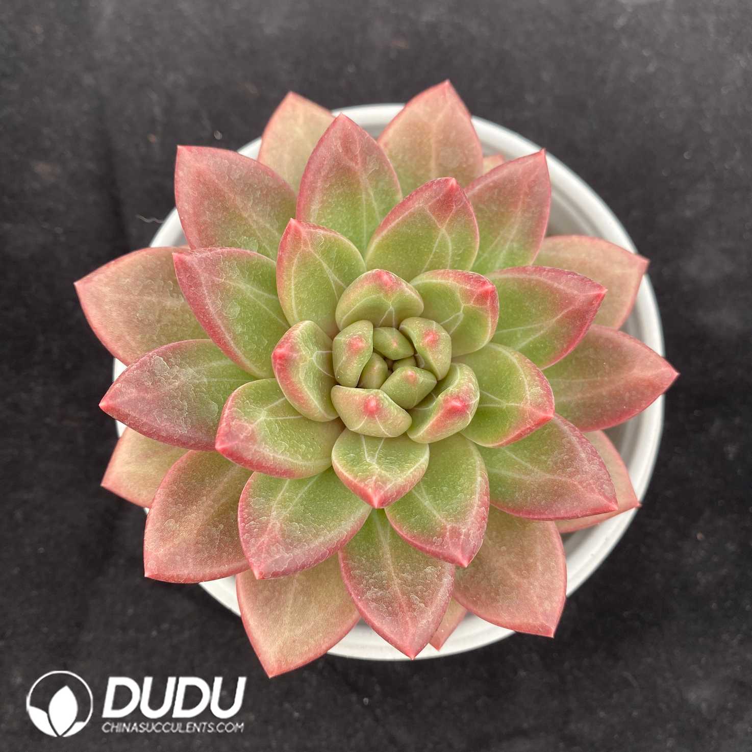 02629D120.jpg Echeveria Mist Bubble - 画像 (1)