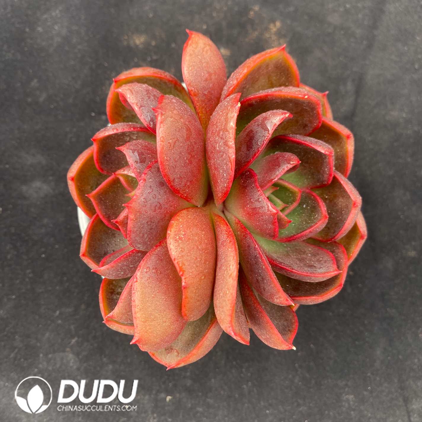 02637D110.jpg Echeveria Red Light Double Heads - 画像 (1)