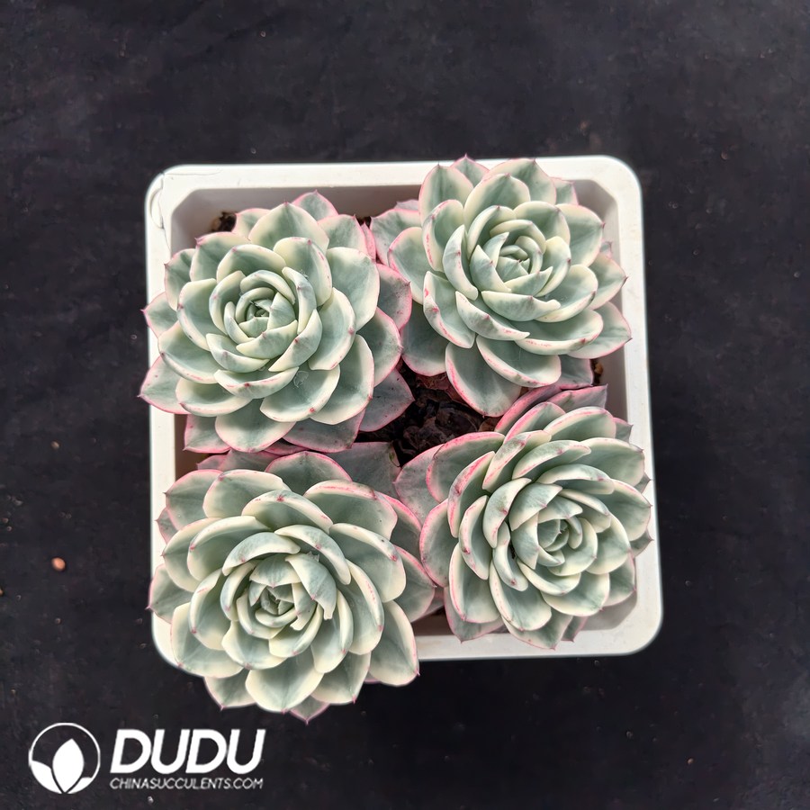 02639D100.jpg Echeveria Creamy Peach Variegated Clustering - 画像 (1)