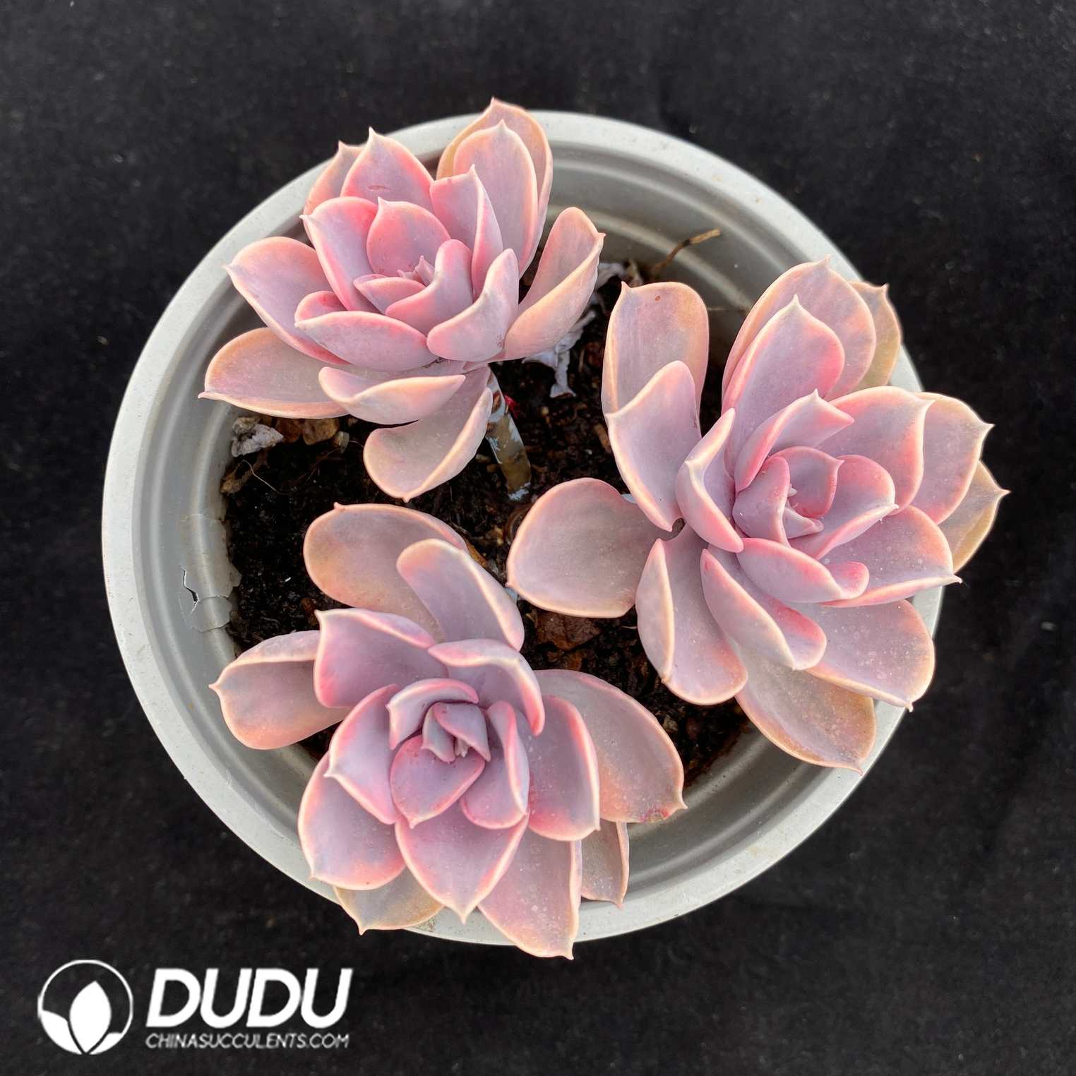 02641D110.jpg Echeveria Rainbow Clustering - 画像 (1)