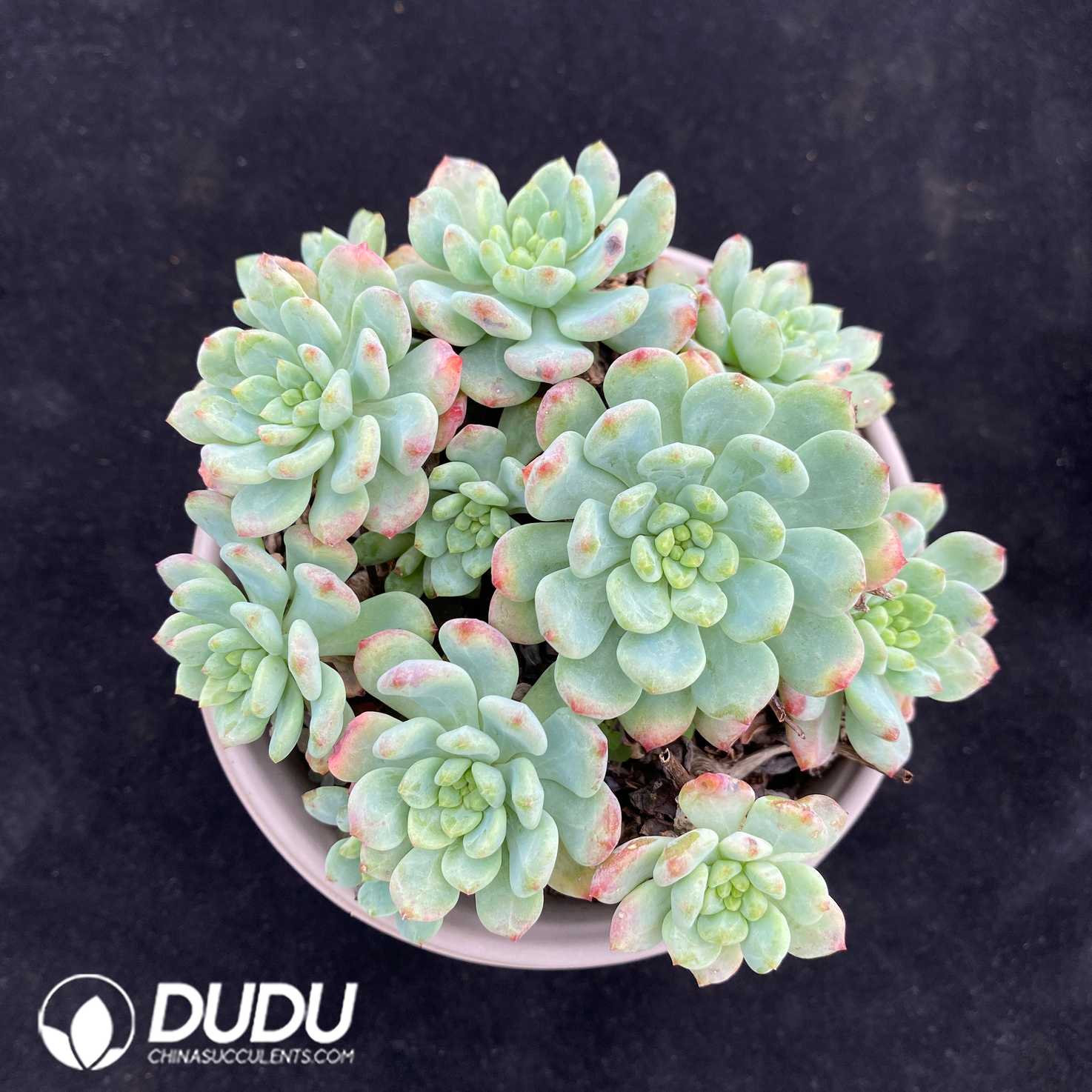 02642D120.jpg Echeveria Blue Apple Clustering - 画像 (1)