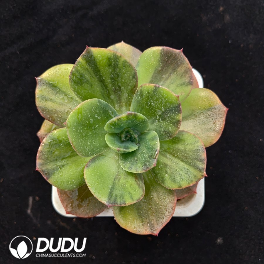 02643D120.jpg Echeveria Blumenthal Variegated - 画像 (1)