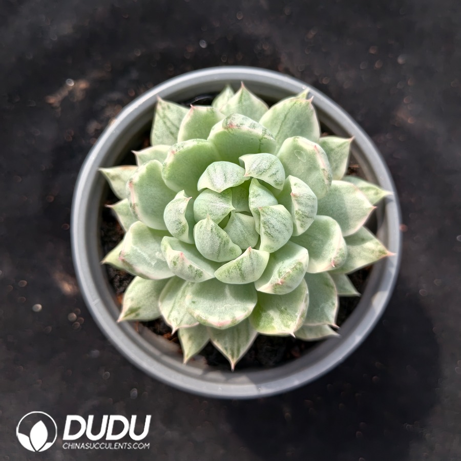 02644D100.jpg Echeveria Queen Maria Variegated - 画像 (1)