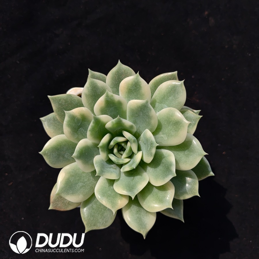 02646D100.jpg Echeveria Erica Variegated - 画像 (1)