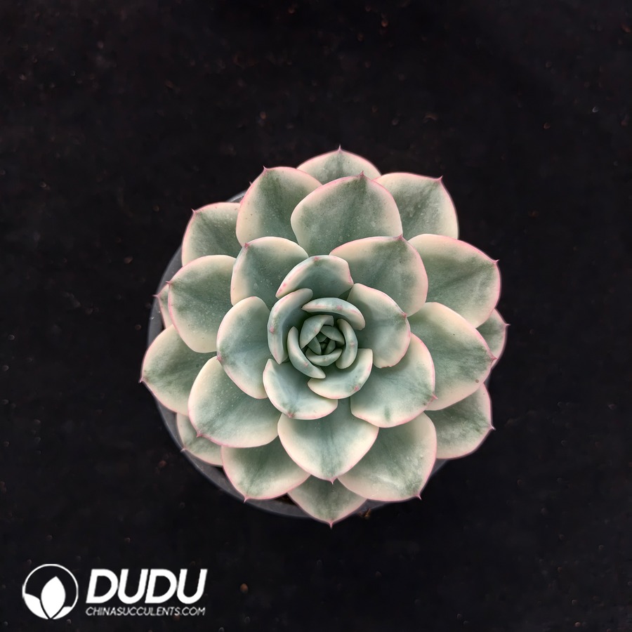 02654D100.jpg Echeveria Cream Peach Variegated - 画像 (1)