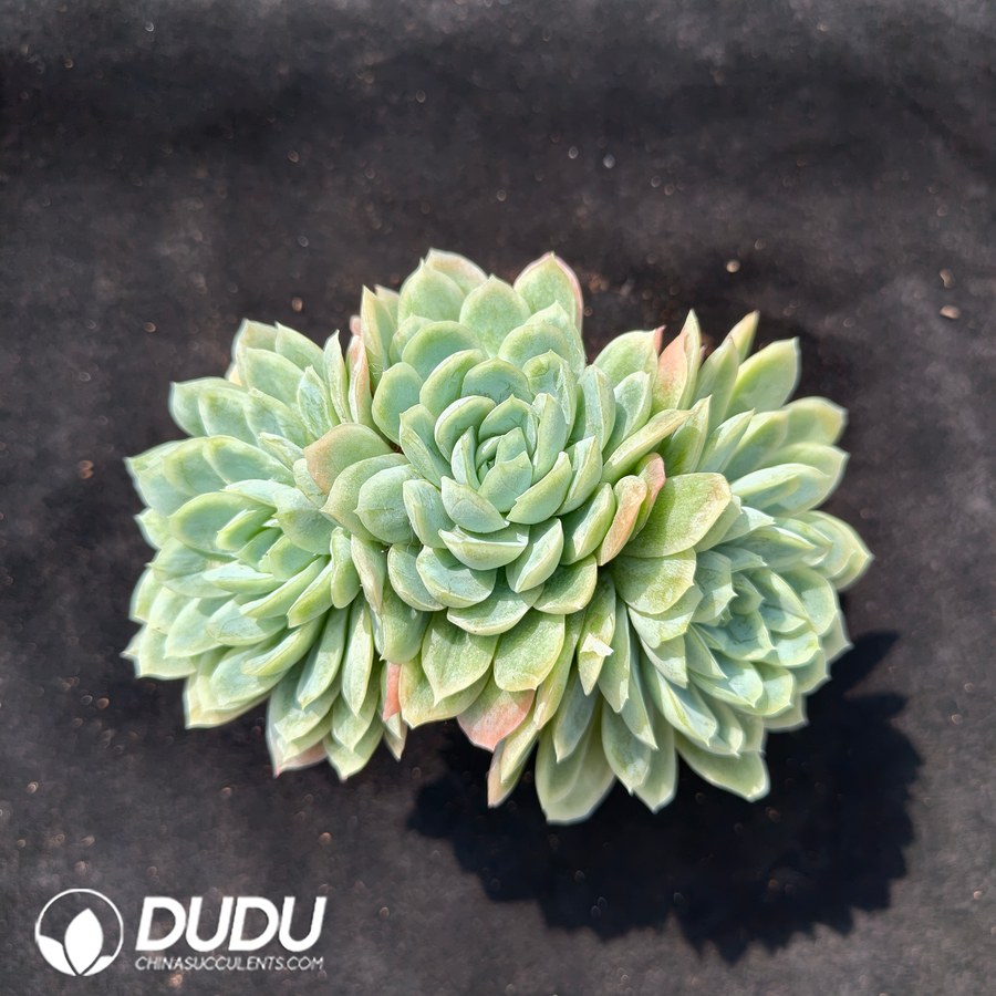 02657D70.jpg Echeveria Hades Clustering - 画像 (1)