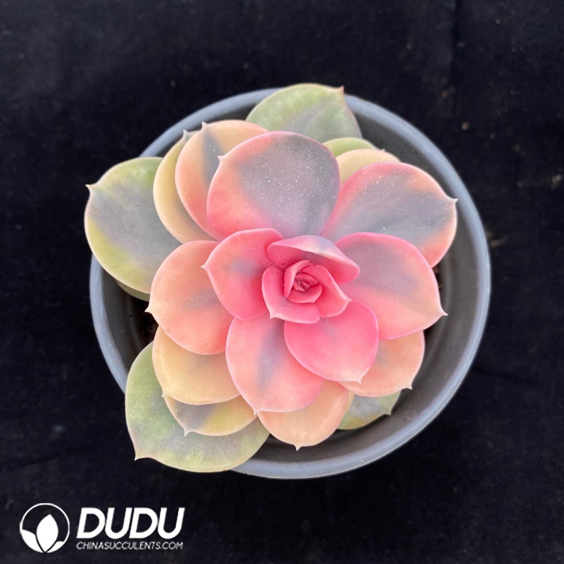 02658D90-1.jpg Echeveria Rainbow - 画像 (1)
