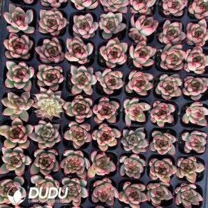 105pcs Echeveria White Madiba Seedlings｜多肉植物卸売｜DUDU Succulents