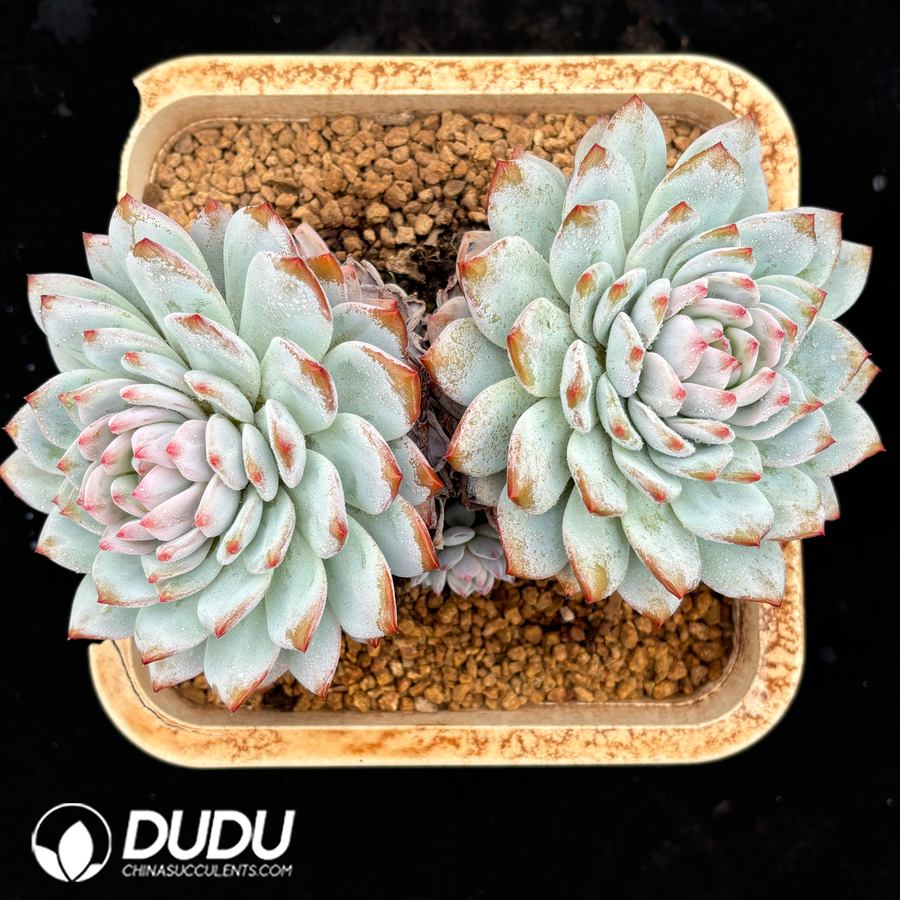 02749D180.jpg Echeveria Star Orange Double Heads - 画像 (1)