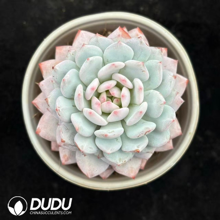 02794D120.jpg Echeveria Star Orange - 画像 (1)