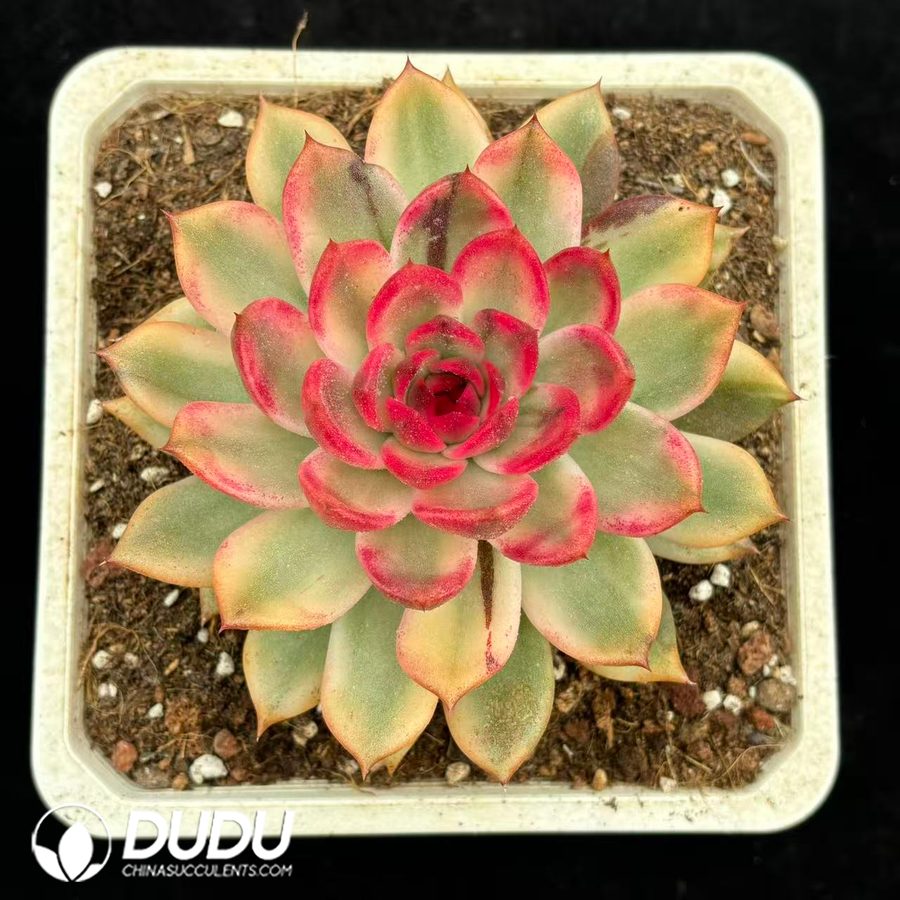02802D180.jpg Echeveria Flaming Mountain Variegated - 画像 (1)