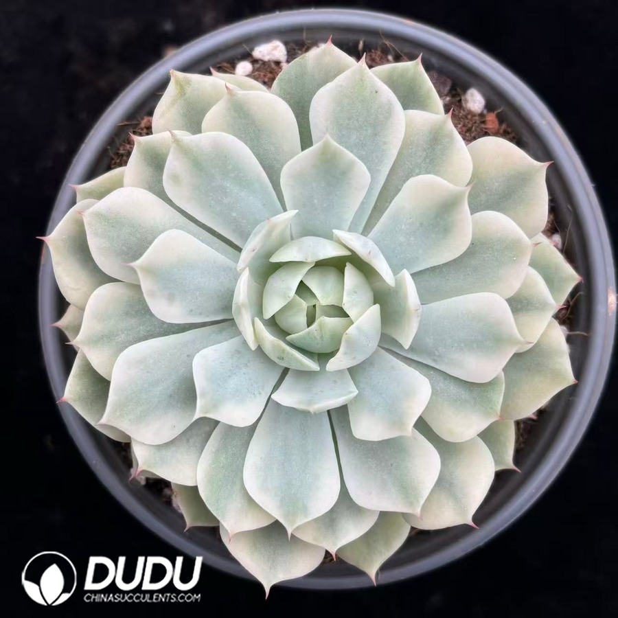 02803D120.jpg Echeveria Moon Fairy Variegated - 画像 (1)
