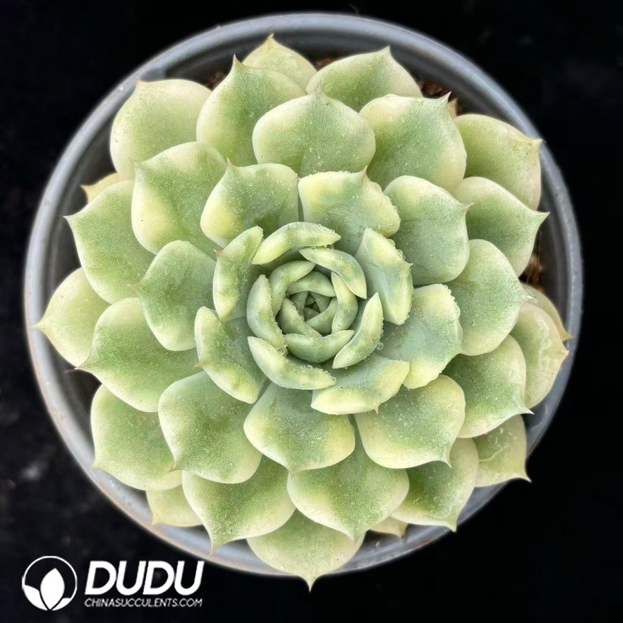 02805D120.jpg Echeveria Ten Autumn Variegated - 画像 (1)