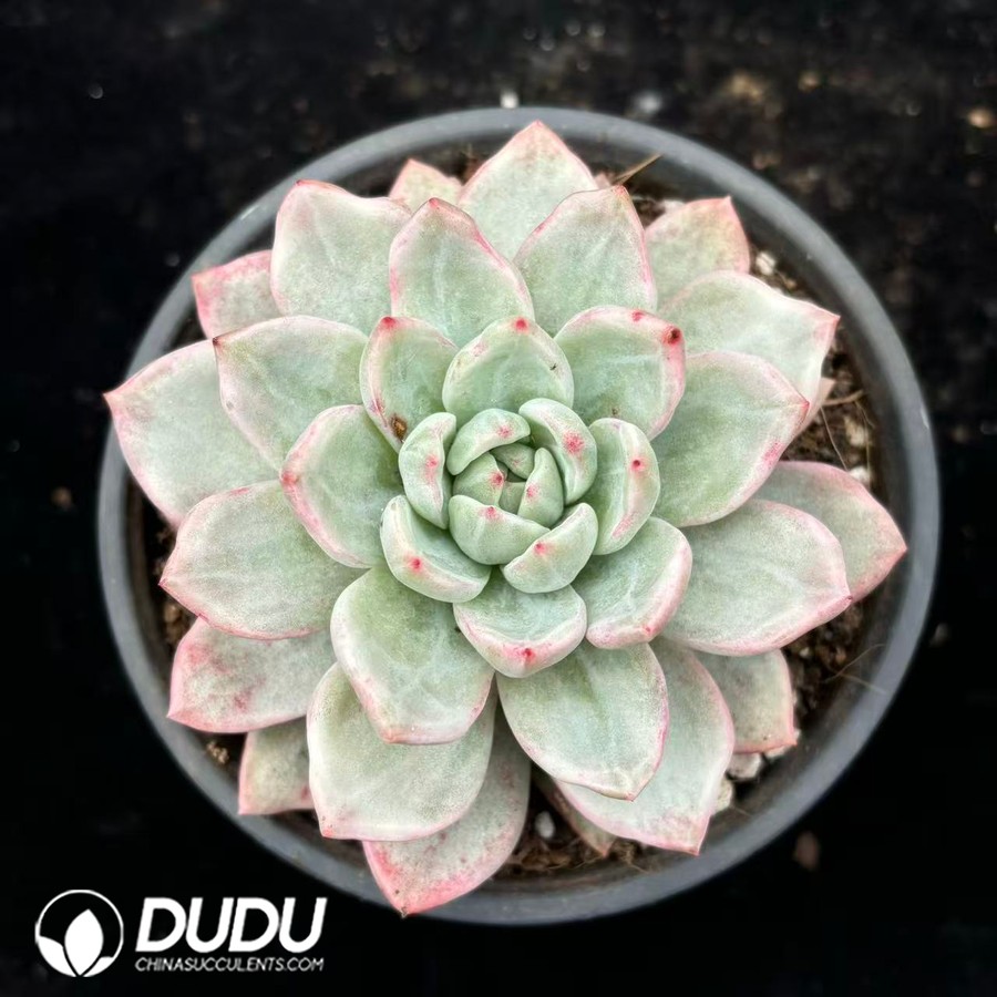 02806D120.jpg Echeveria Champagne Variegated - 画像 (1)