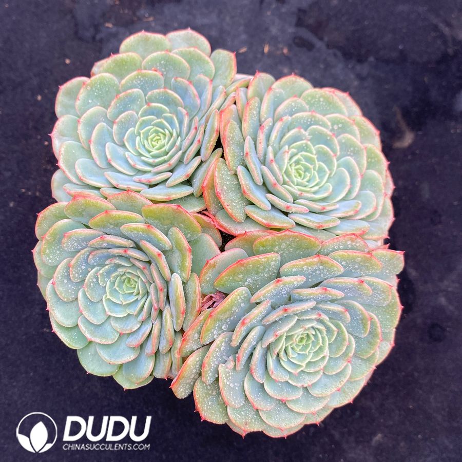 02830D120.jpg Echeveria Babysurprise Cluster - 画像 (1)