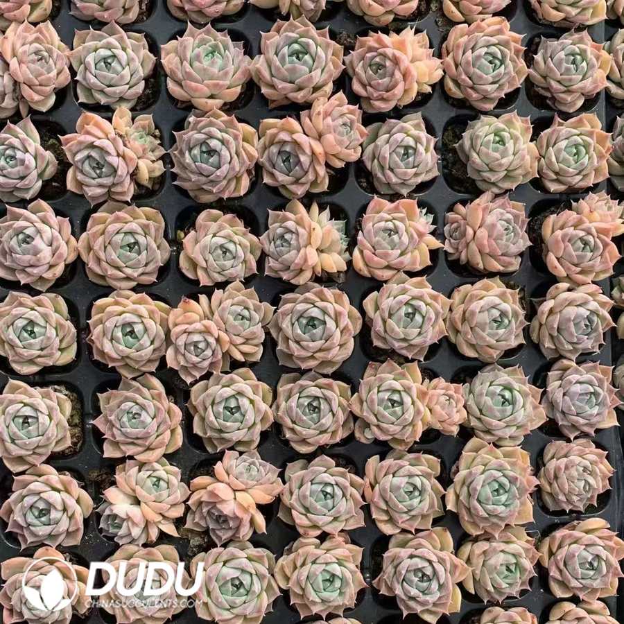 02881D30.jpg 105pcs Echeveria Poseidon Seedlings - 画像 (1)