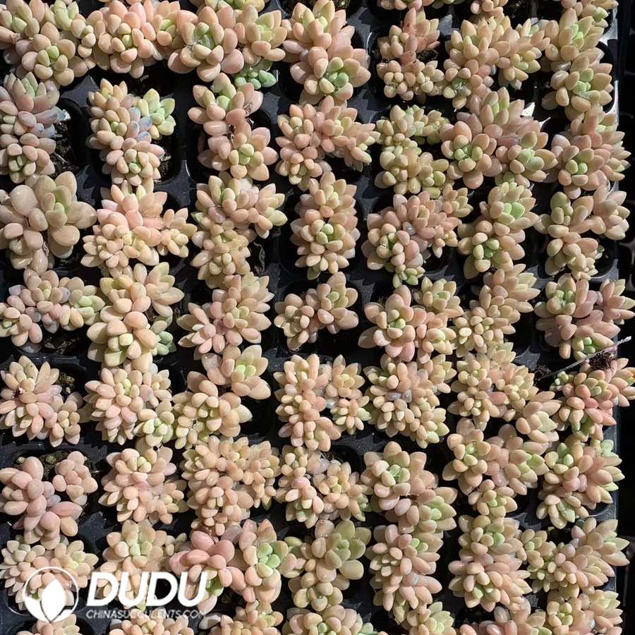 02886D30.jpg 105pcs Echeveria Cheese Cake Seedlings - 画像 (1)