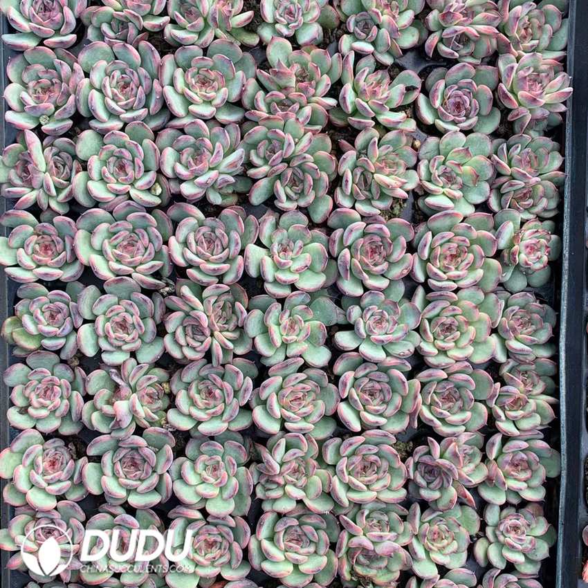 02893D30.jpg 105pcs Echeveria Marcel Seedlings - 画像 (1)