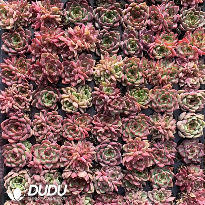 02899D30.jpg 105pcs Echeveria Night Seedlings - 画像 (1)