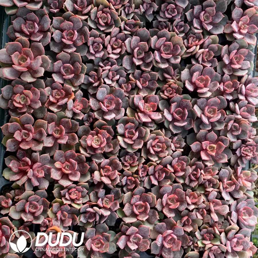 02901D30.jpg 105pcs Echeveria Dahong Pao Seedlings - 画像 (1)