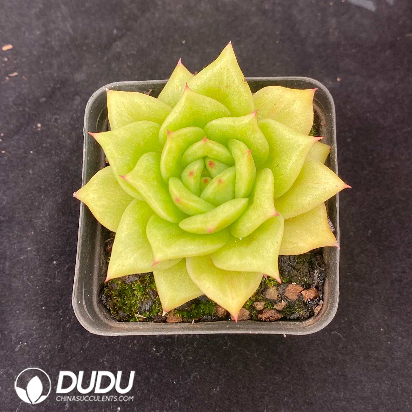03072D70.jpg Echeveria Rose Variegated - 画像 (1)