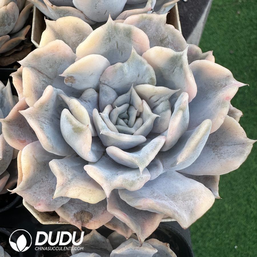 03152D70.jpg Echeveria Lilacina Variegated - 画像 (1)