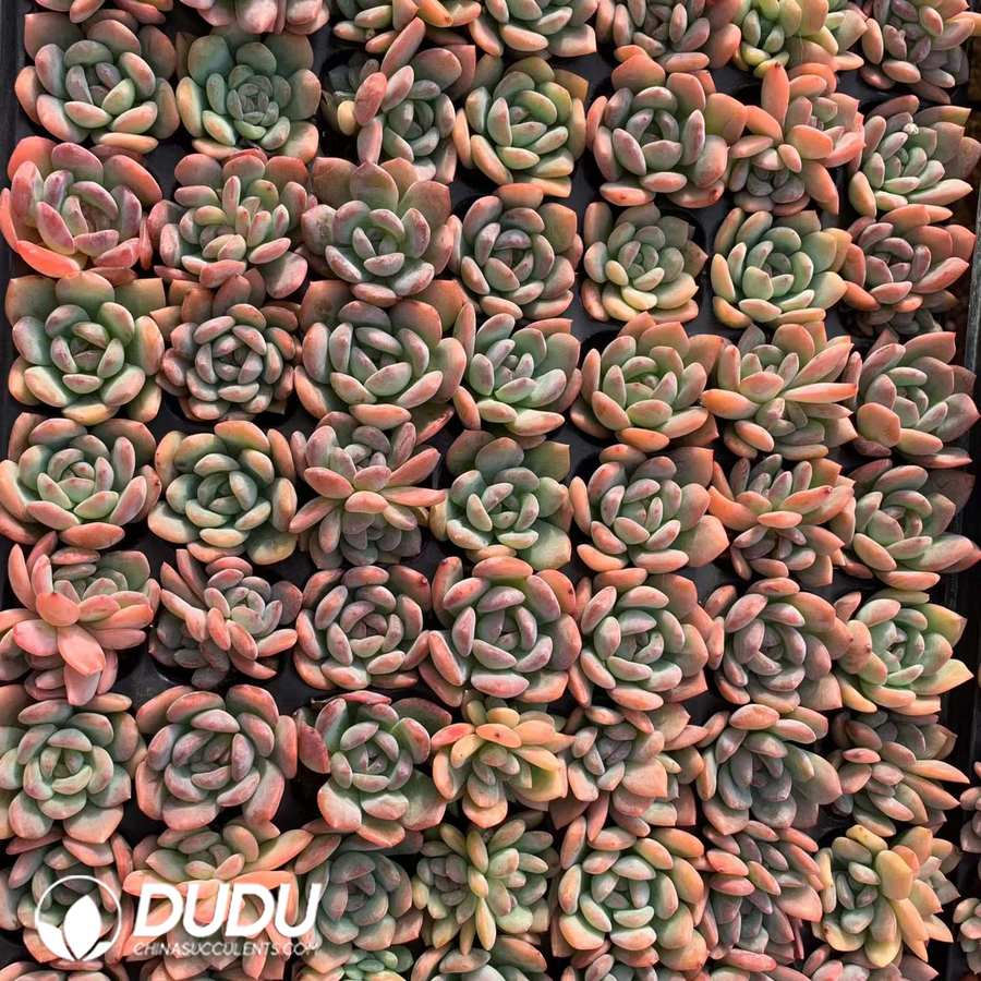 03342D30.jpg 105Pcs Echeveria All Star Seedlings - 画像 (1)