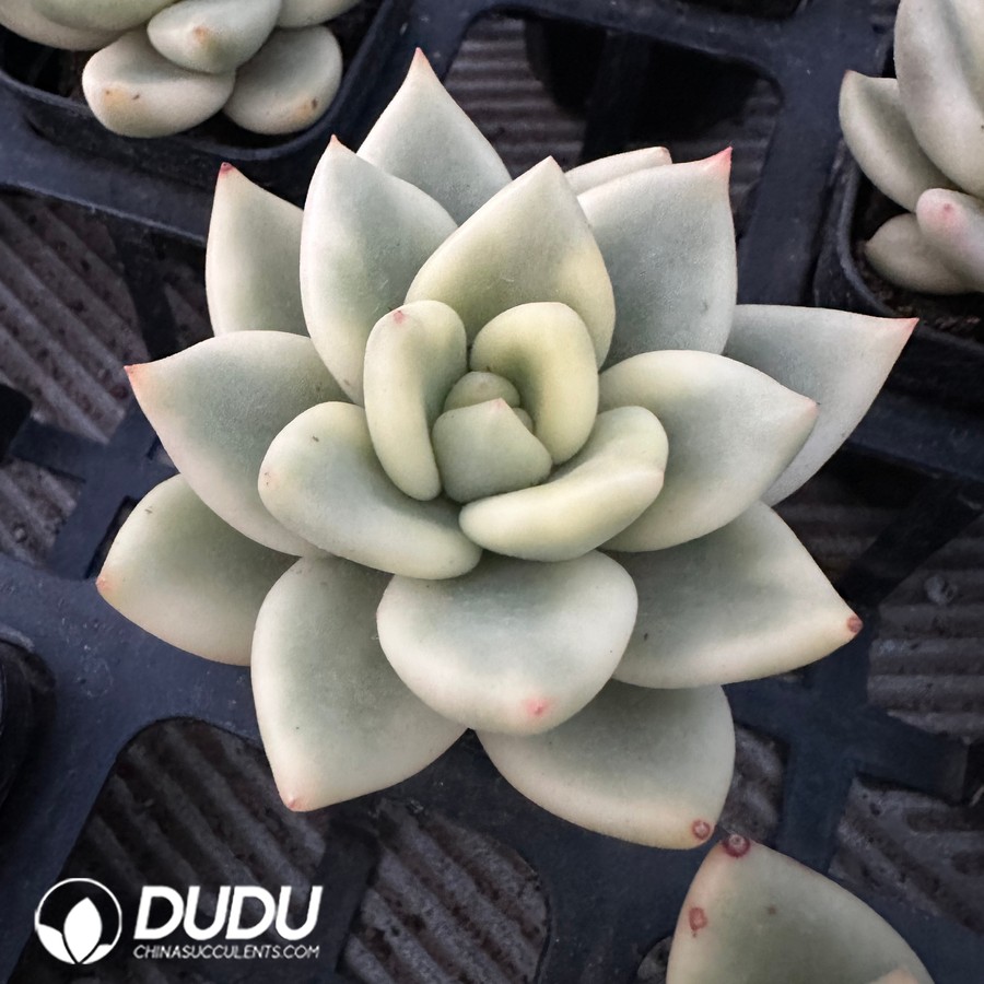 03670D75.jpg Echeveria Pine Of Blessing Variegated - 画像 (1)